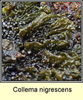 Collema nigrescens