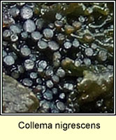 Collema nigrescens