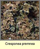 Cresponea premnea