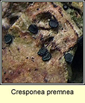 Cresponea premnea