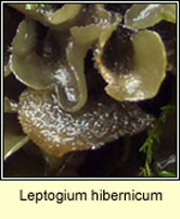 Leptogium hibernicum