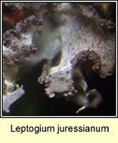 Leptogium juressianum