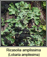 Ricasolia amplissima, Lobaria amplissima