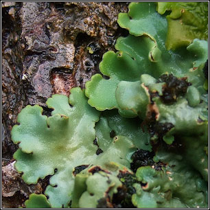 Lobaria amplissima