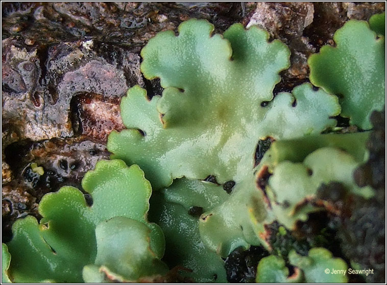 Lobaria amplissima