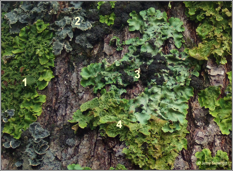 Lobaria amplissima