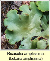 Lobaria amplissima