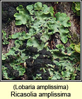 Lobaria amplissima