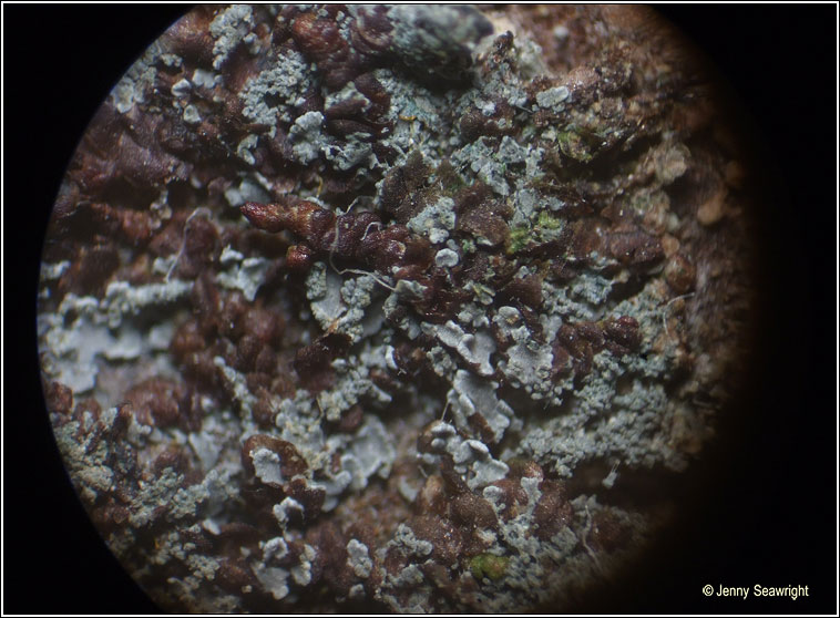 Parmeliella parvula