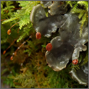 Peltigera horizontalis