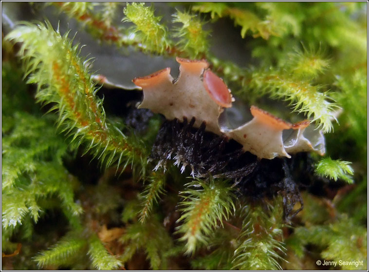 Peltigera horizontalis