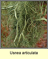 Usnea articulata