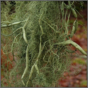 Usnea articulata