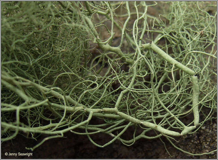 Usnea articulata