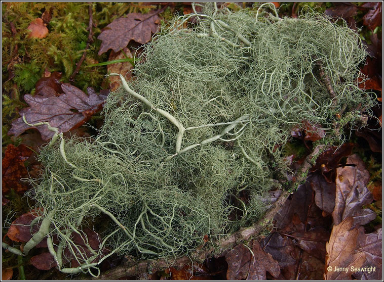 Usnea articulata