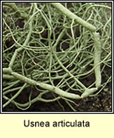 Usnea articulata