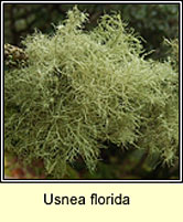 Usnea florida