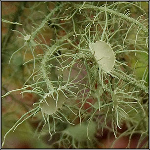 Usnea florida