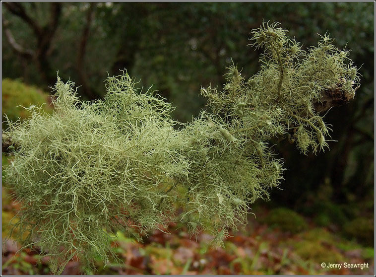 Usnea florida