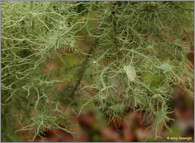 Usnea florida