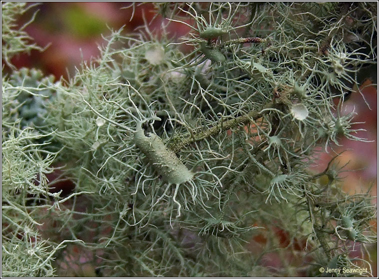 Usnea florida