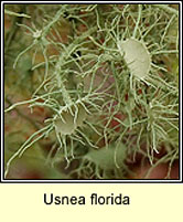 Usnea florida