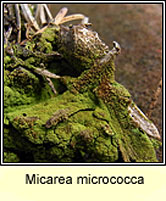 Micarea micrococca