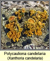 Polycauliona candelaria, Xanthoria candelaria