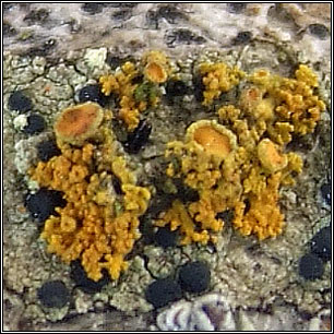 Xanthoria candelaria