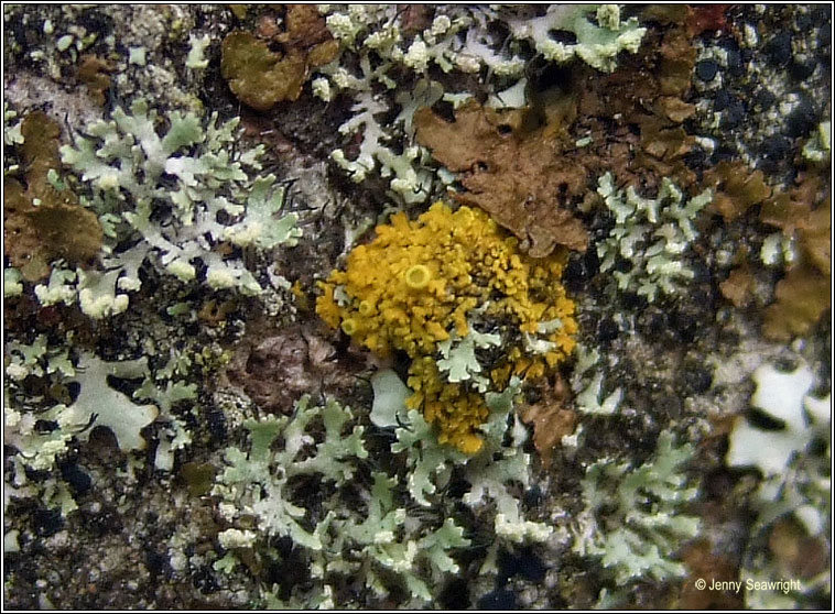 Xanthoria candelaria