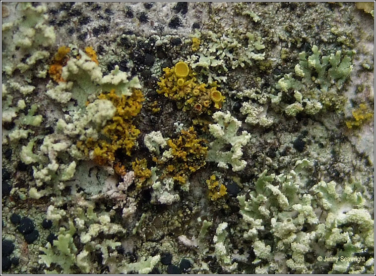 Xanthoria candelaria