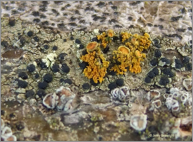 Xanthoria candelaria