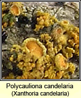 Xanthoria candelaria