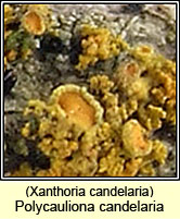 Polycauliona candelaria, Xanthoria candelaria