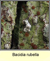 Bacidia rubella