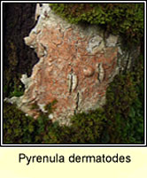 Pyrenula dermatodes