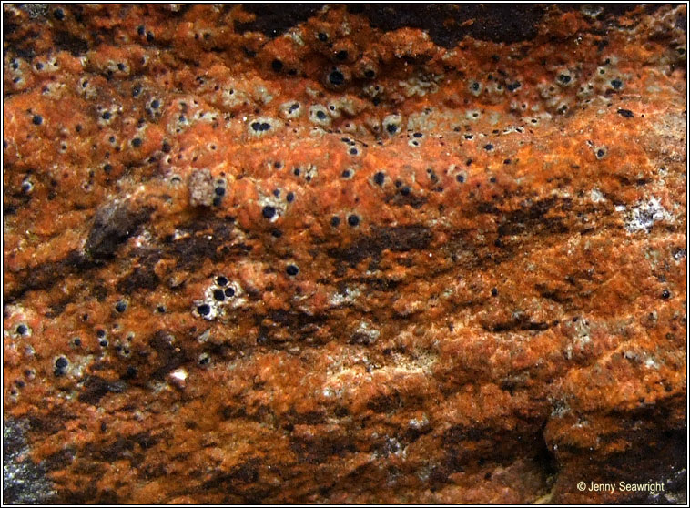 Pyrenula dermatodes