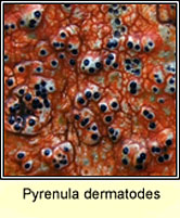 Pyrenula dermatodes