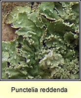 Punctelia reddenda