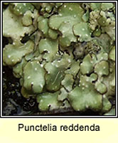 Punctelia reddenda