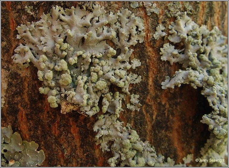 Physcia tribacioides