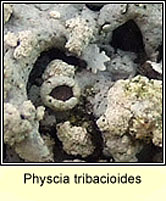 Physcia tribacioides