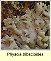 Physcia tribacioides