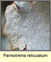 Parmotrema reticulatum