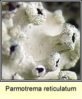 Parmotrema reticulatum