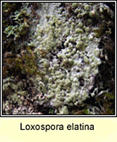 Loxospora elatina