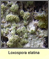 Loxospora elatina
