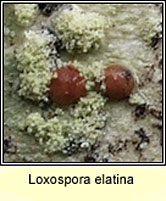 Loxospora elatina