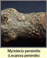 Myriolecis persimilis, Lecanora persimilis