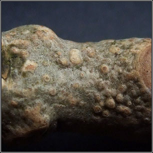 Lecanora persimilis